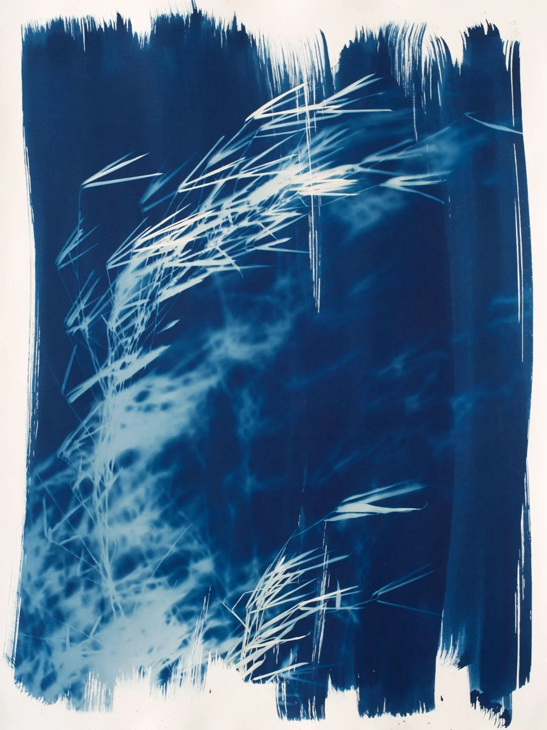 Cyanotype_Bamboo_series_5_760x560mm-3x4-web.jpg