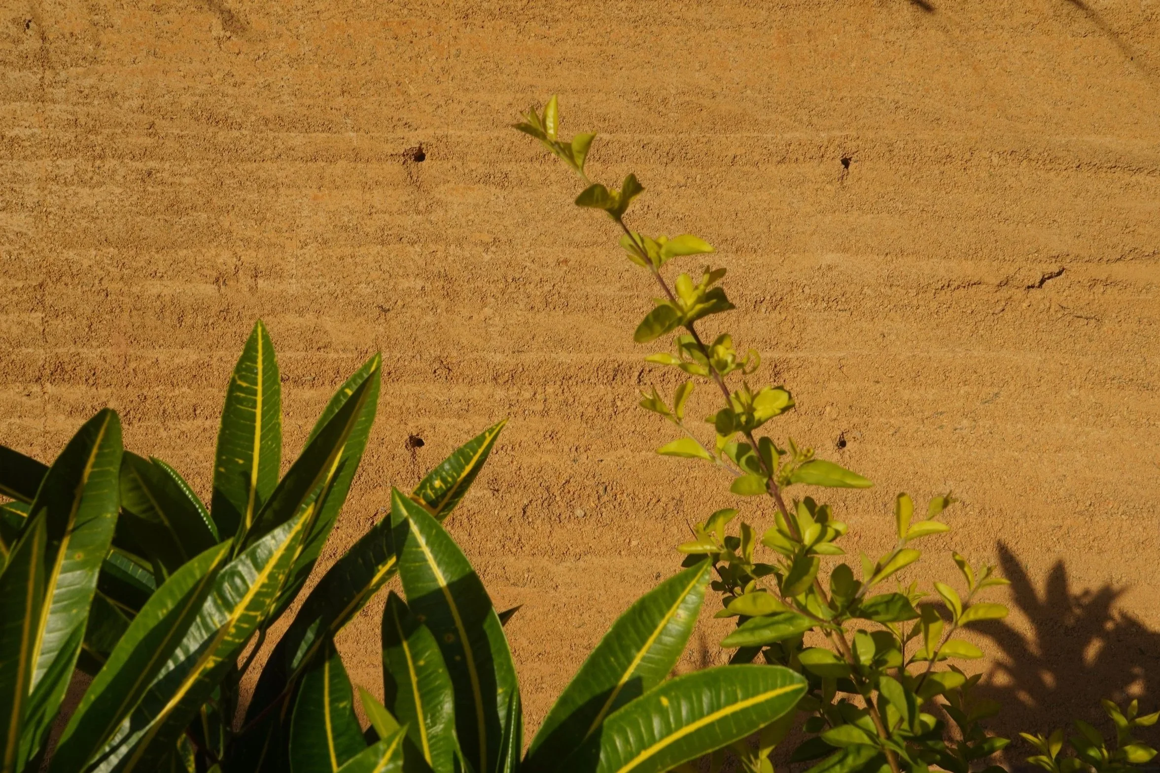 Green plants with broad leaves in front of a beige textured wall.