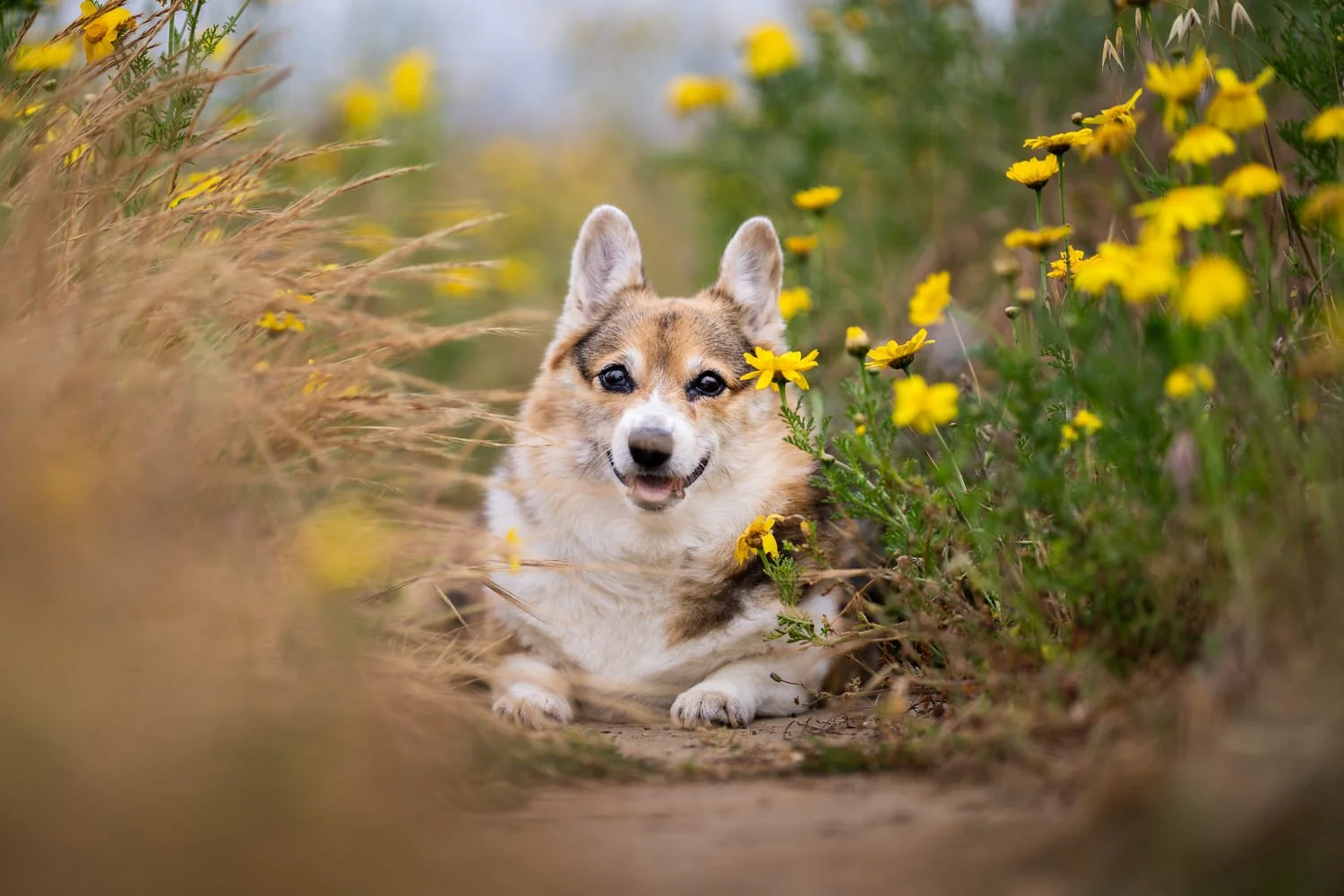Best Pet Photography Session Locations Near LA Dog Inspired Photography best-pet-photography-session-locations-near-la-dog-inspired-photography