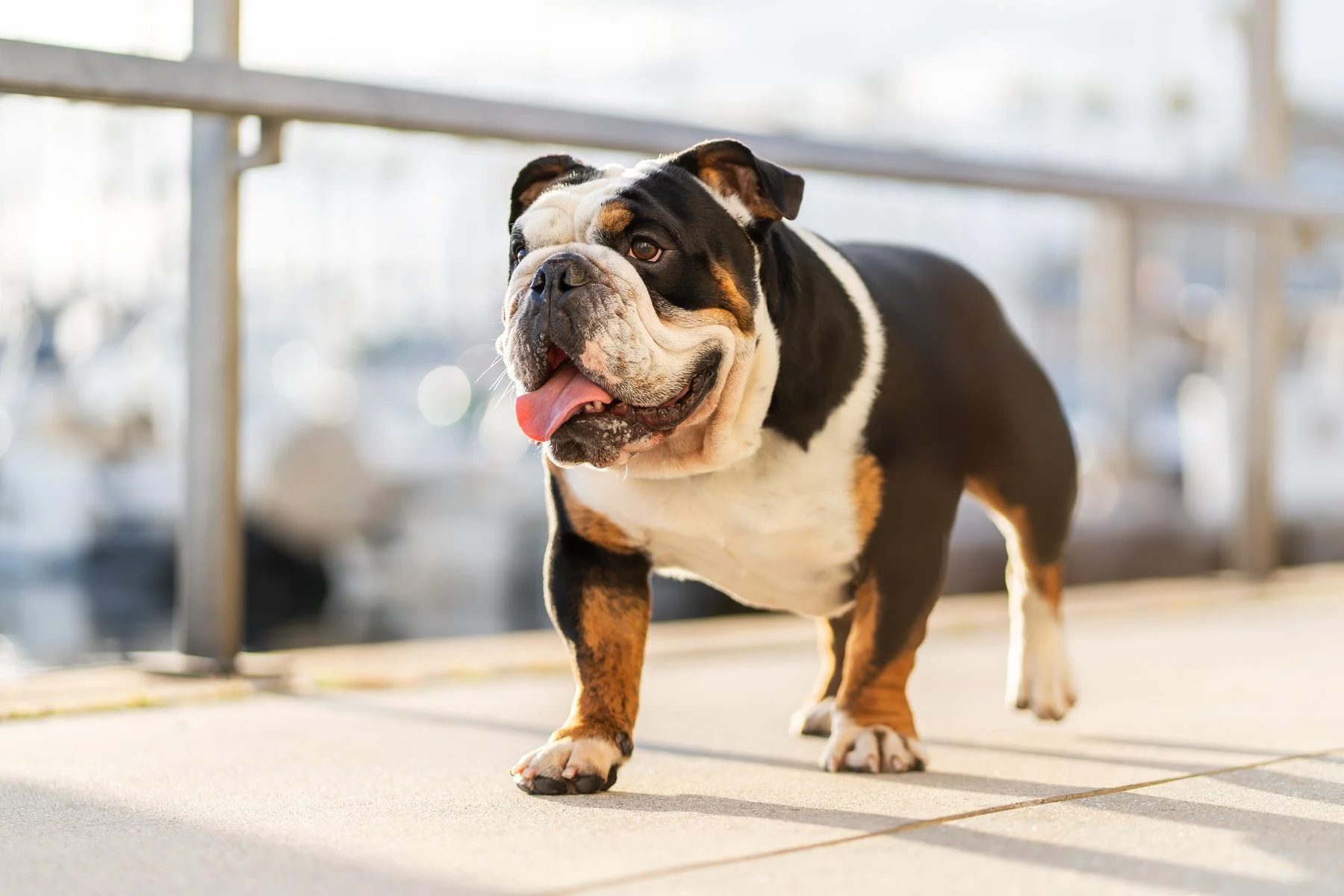 Portrait of a black and white English Bulldog Running at King Harbor in Redondo Beach taken During Golden Hour