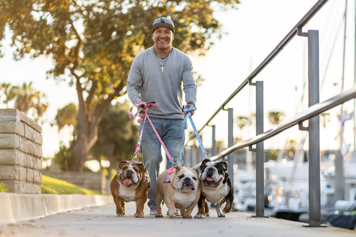 Photo of a man walking with three English Bulldogs in front of a tree during golden hour at King Harbor Redondo Beach, CA