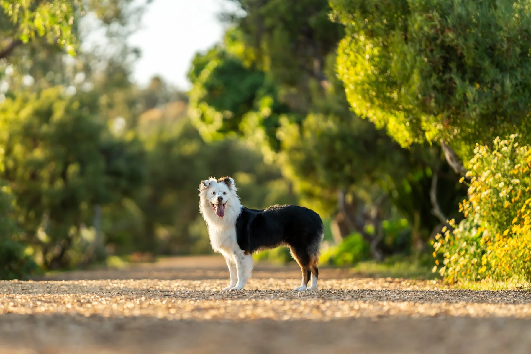 Portrait of an Australian Shepherd Dog taken at the Hermosa Beach Greenbelt during Golden Hour