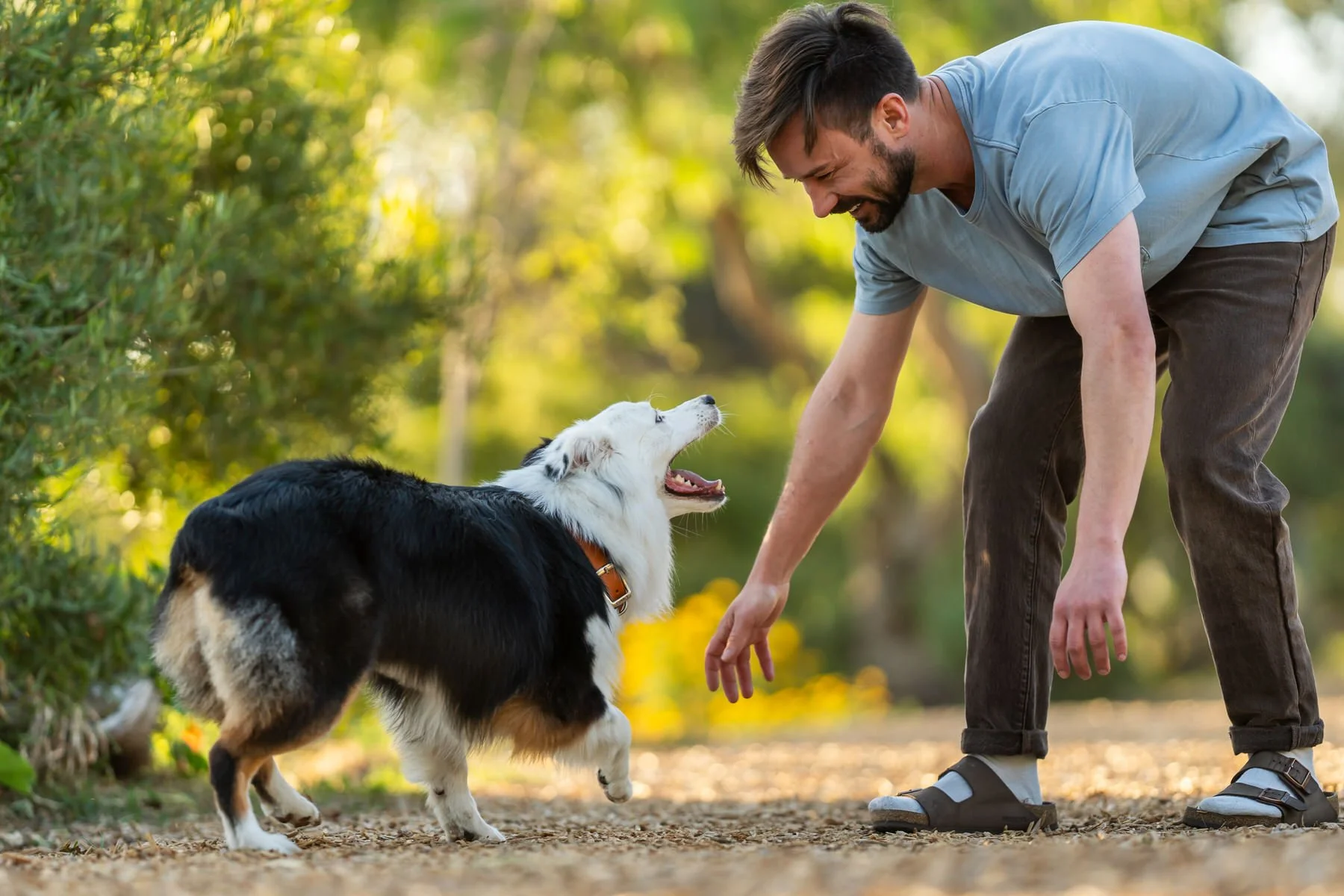 Photo of an Australian Shepherd Dog playing with her Dad in Hermosa Beach, CA