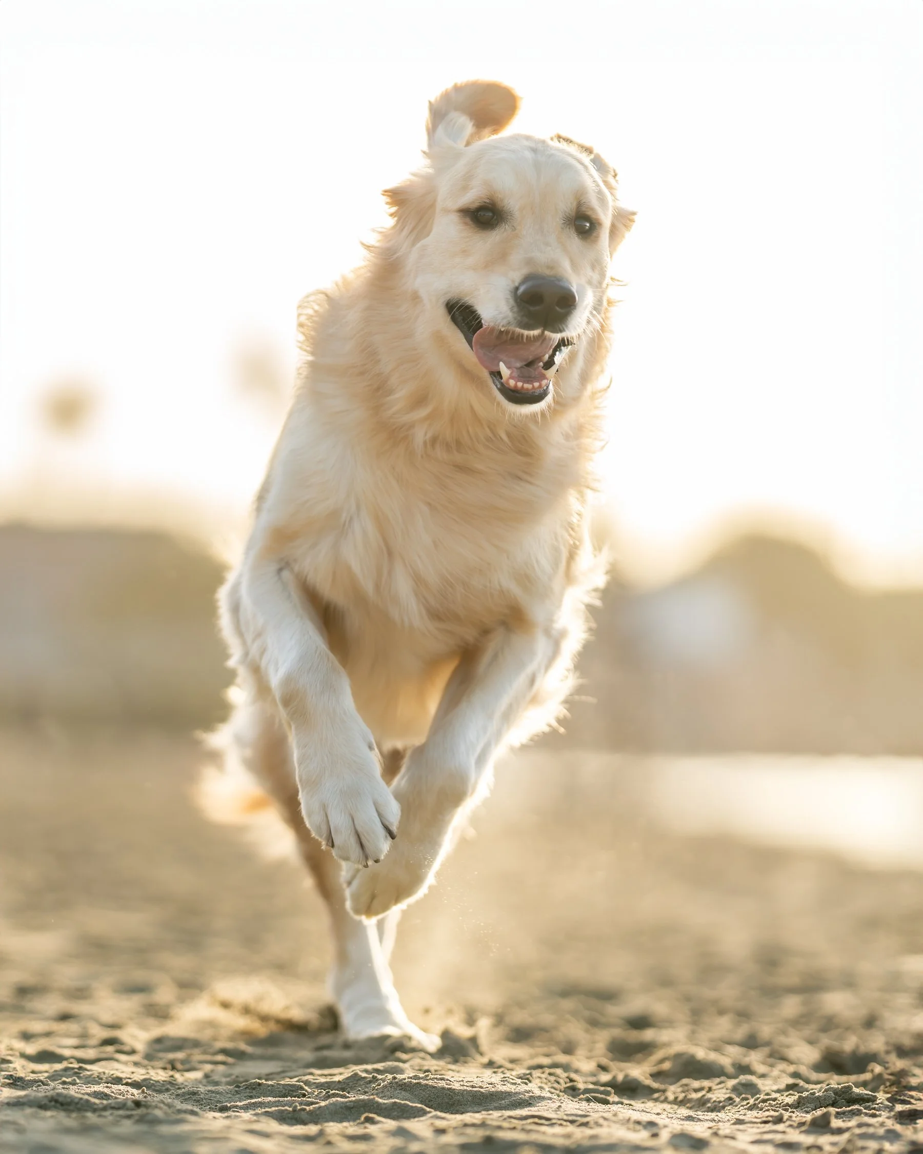 Argo Running Smiling.jpg