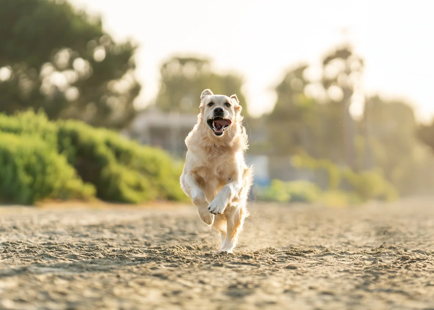 Argo Running Fast.jpg