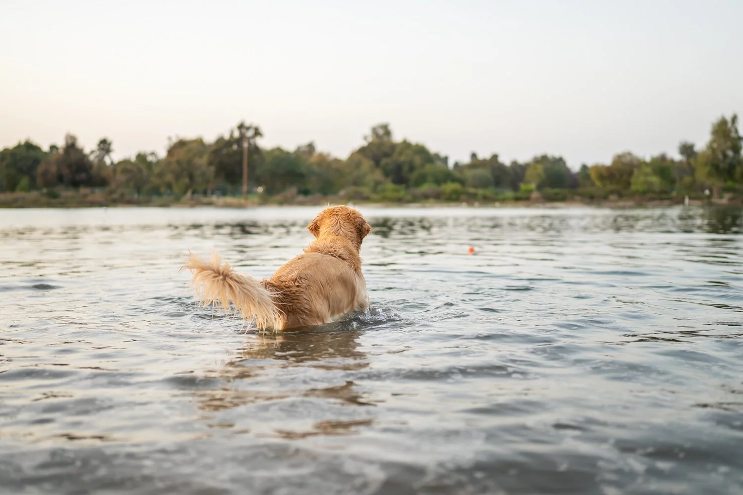 Argo Contemplating About Swimming to His Ball.jpg