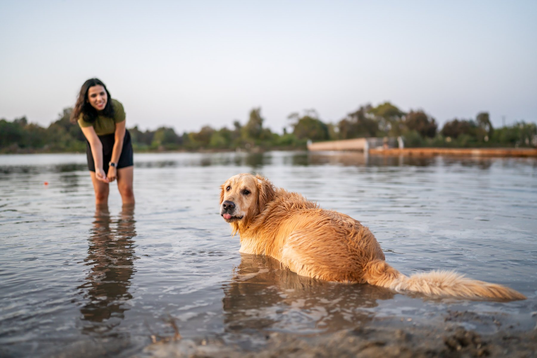 Argo in the Water with His Tongue Out.jpg