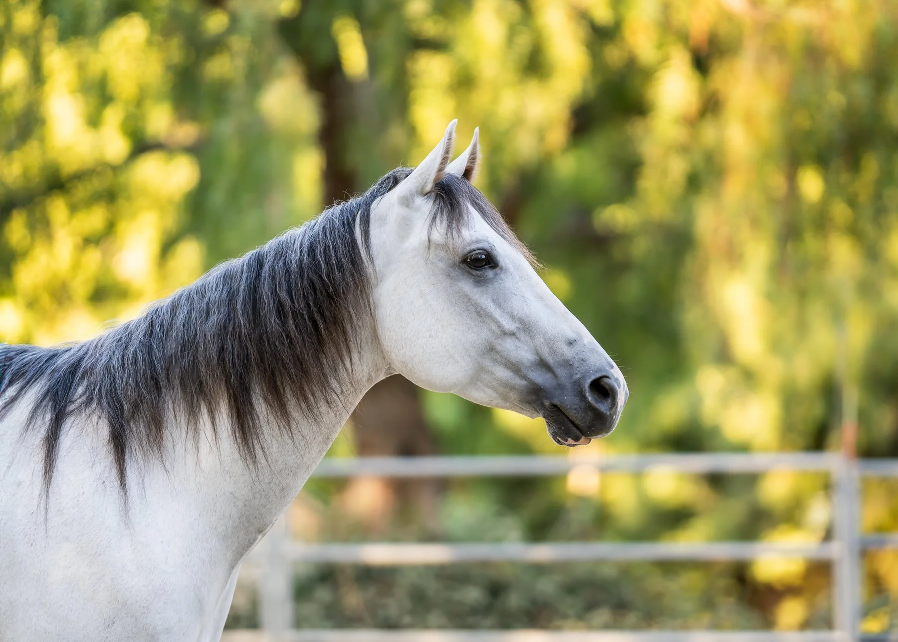 Portrait of a white and grey horse in front of greenery with the sun providing warmth to the greenery taken in Laguna Hills, CA
