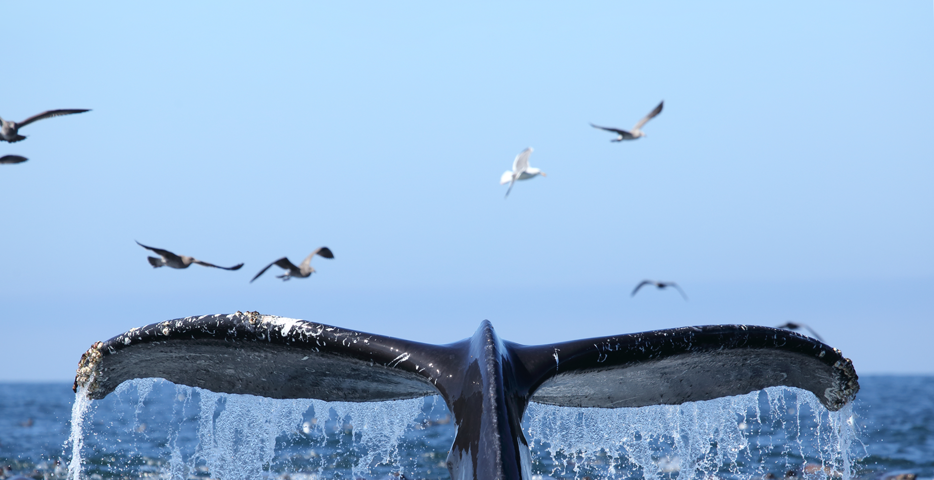 Humpback Whale