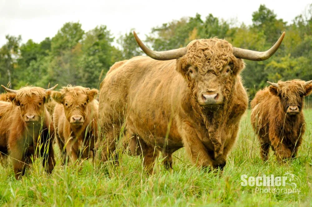 Livestock — Century Farms Beef