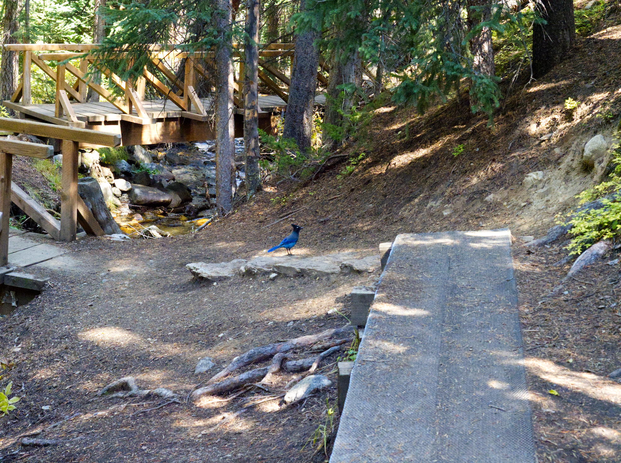 Honoring the Blue Jay Spirit of Speaking Personal Truth