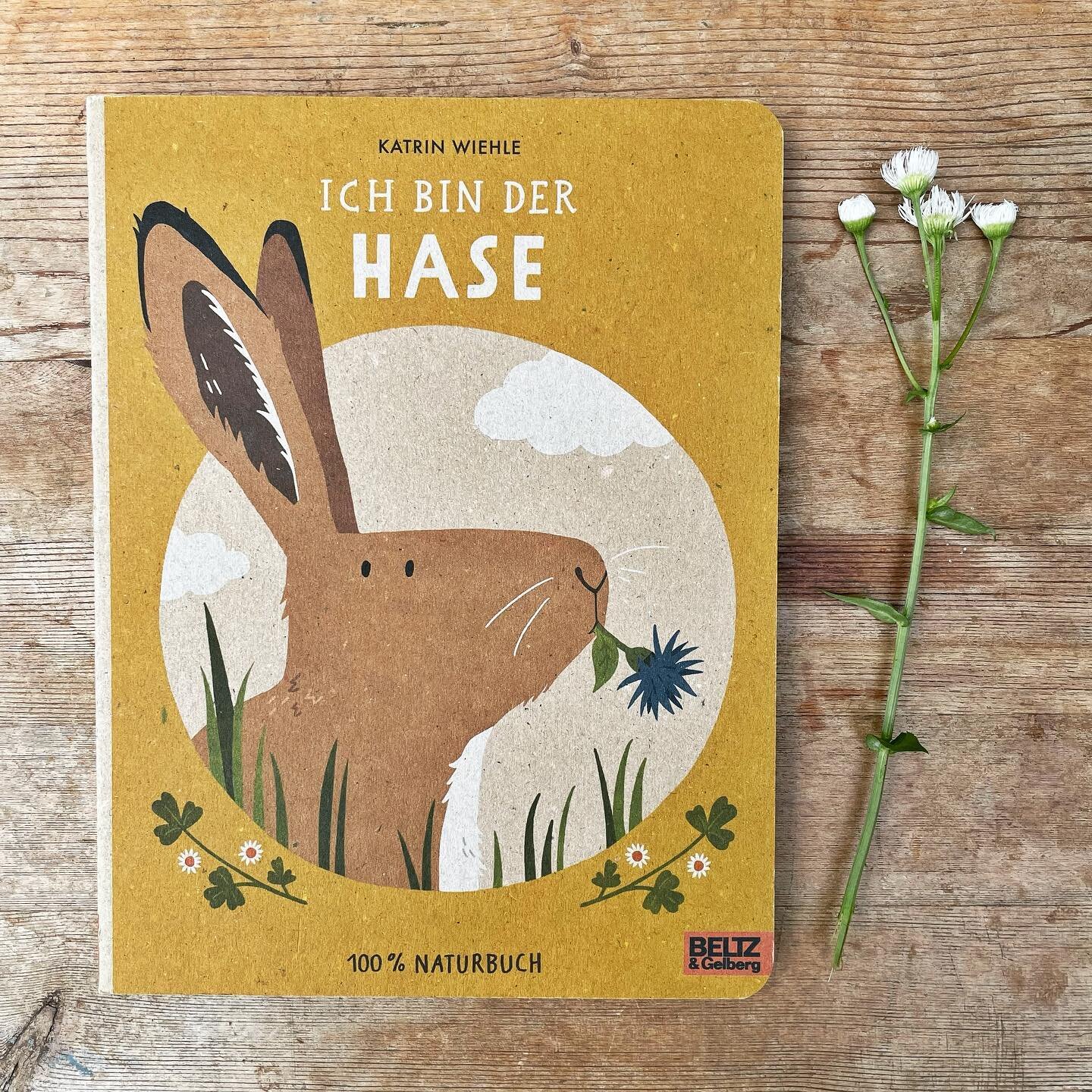 Hello! This is my new book. It is full of information about this little guy with long ears - no, not a bunny, it&rsquo;s a hare. 🥬 
Printed on recycled cardboard and published by the nice people of @beltzundgelberg 

#watchyourcabbage #naturbilderbu