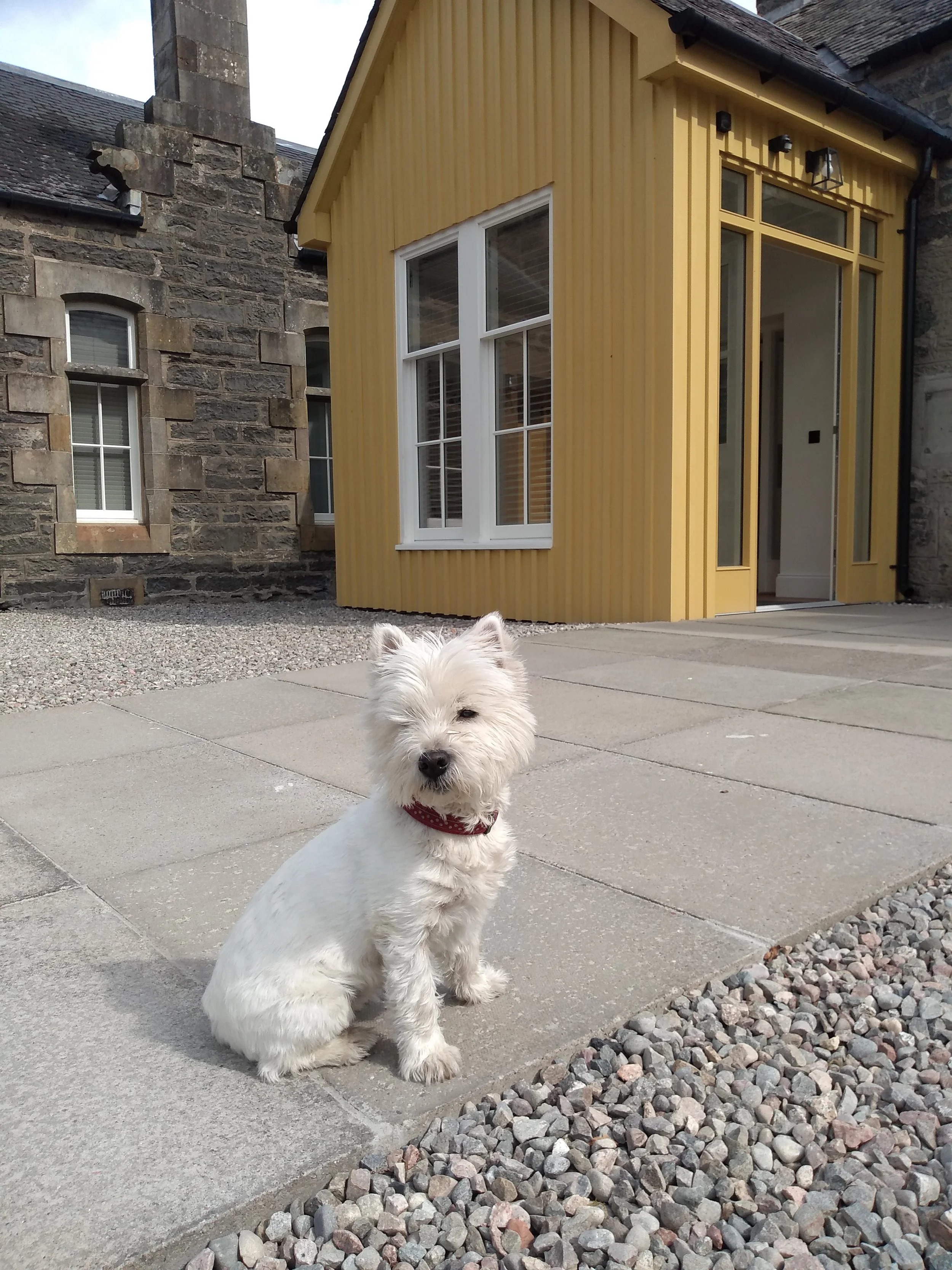 A small white dog sitting on a paved stone patio in front of a yellow building with large windows. The building is adjacent to older stone buildings.