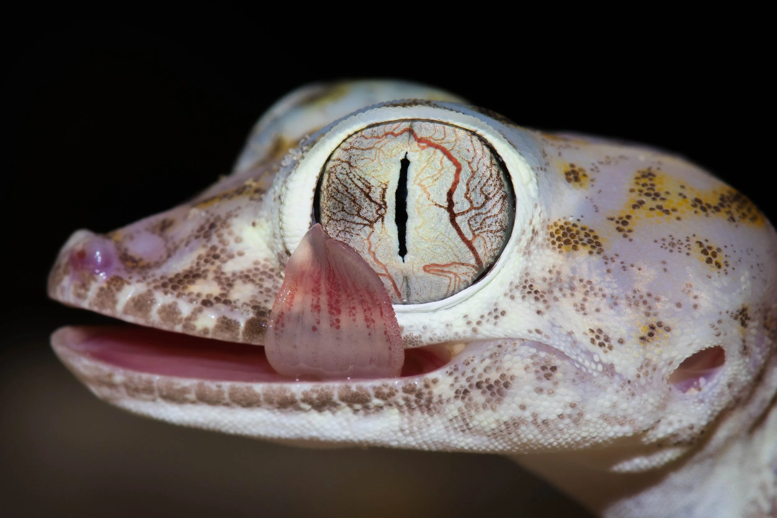 Eye Lick