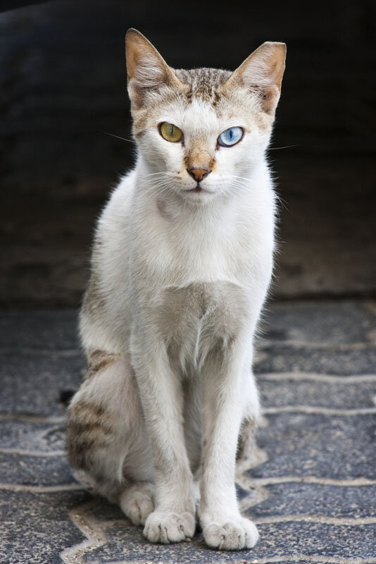 Portrait of a street cat