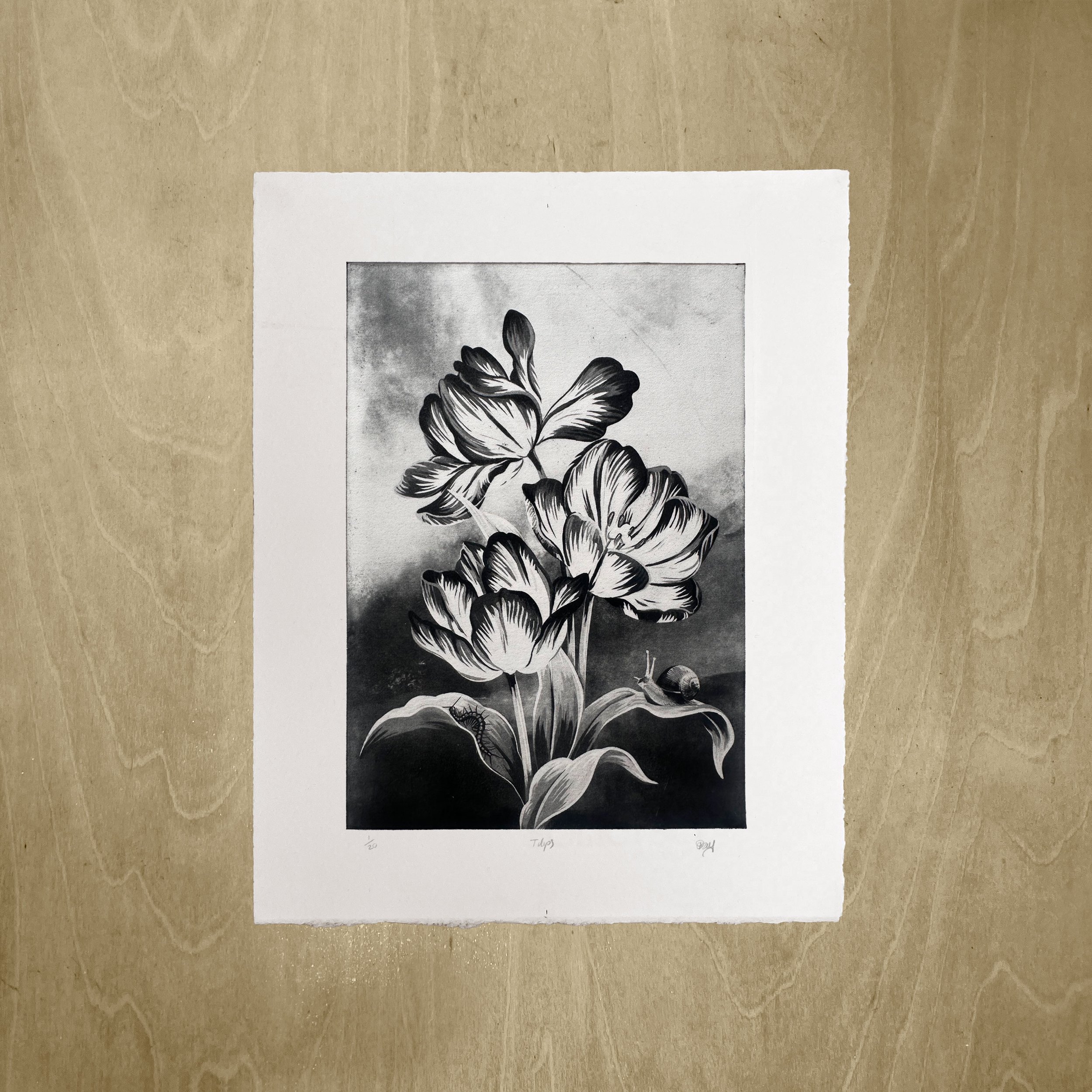 Tulips_Full_1x1.jpg
