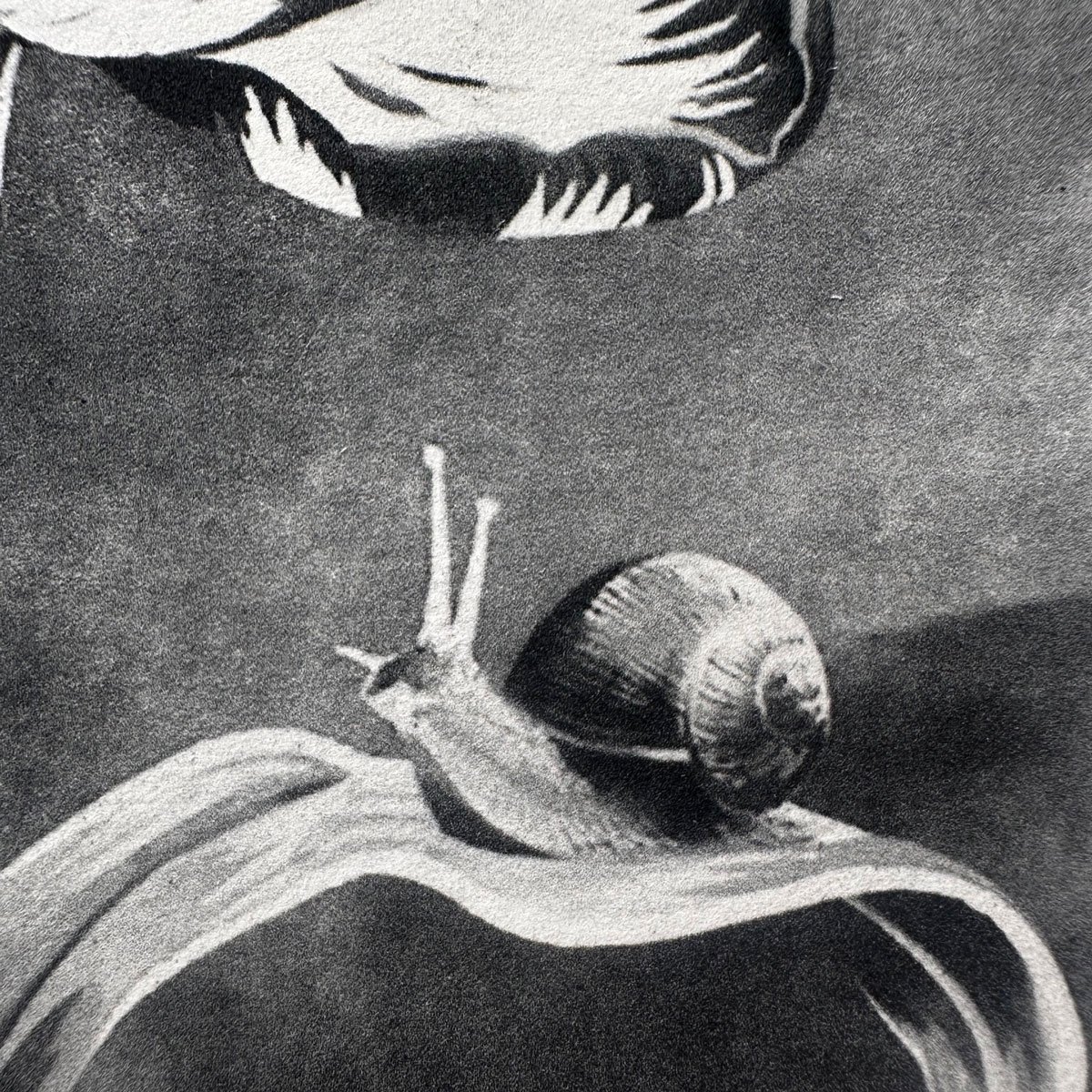 Tulips_Crop1_1x1.jpg