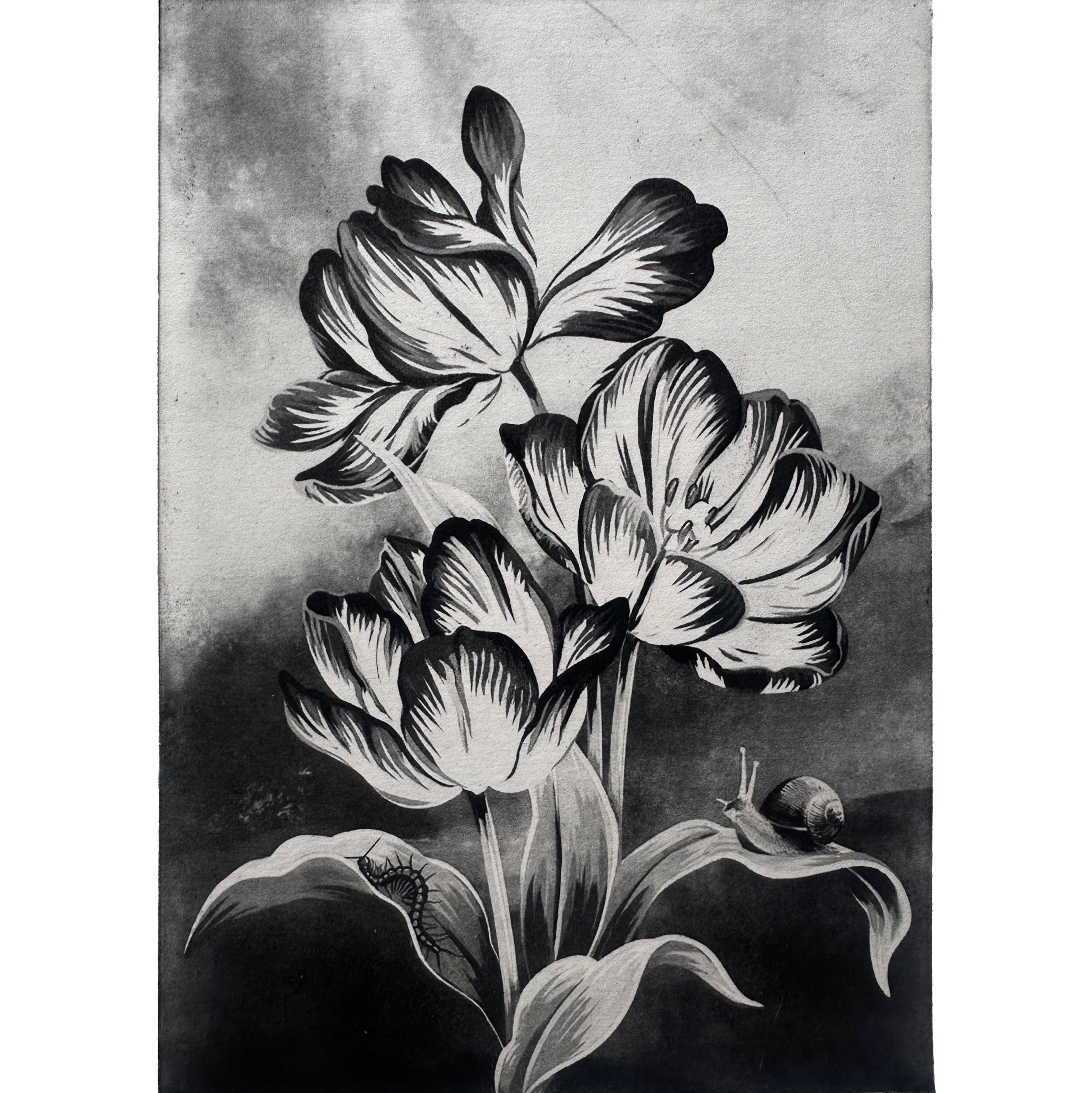 Tulips_1x1.jpg