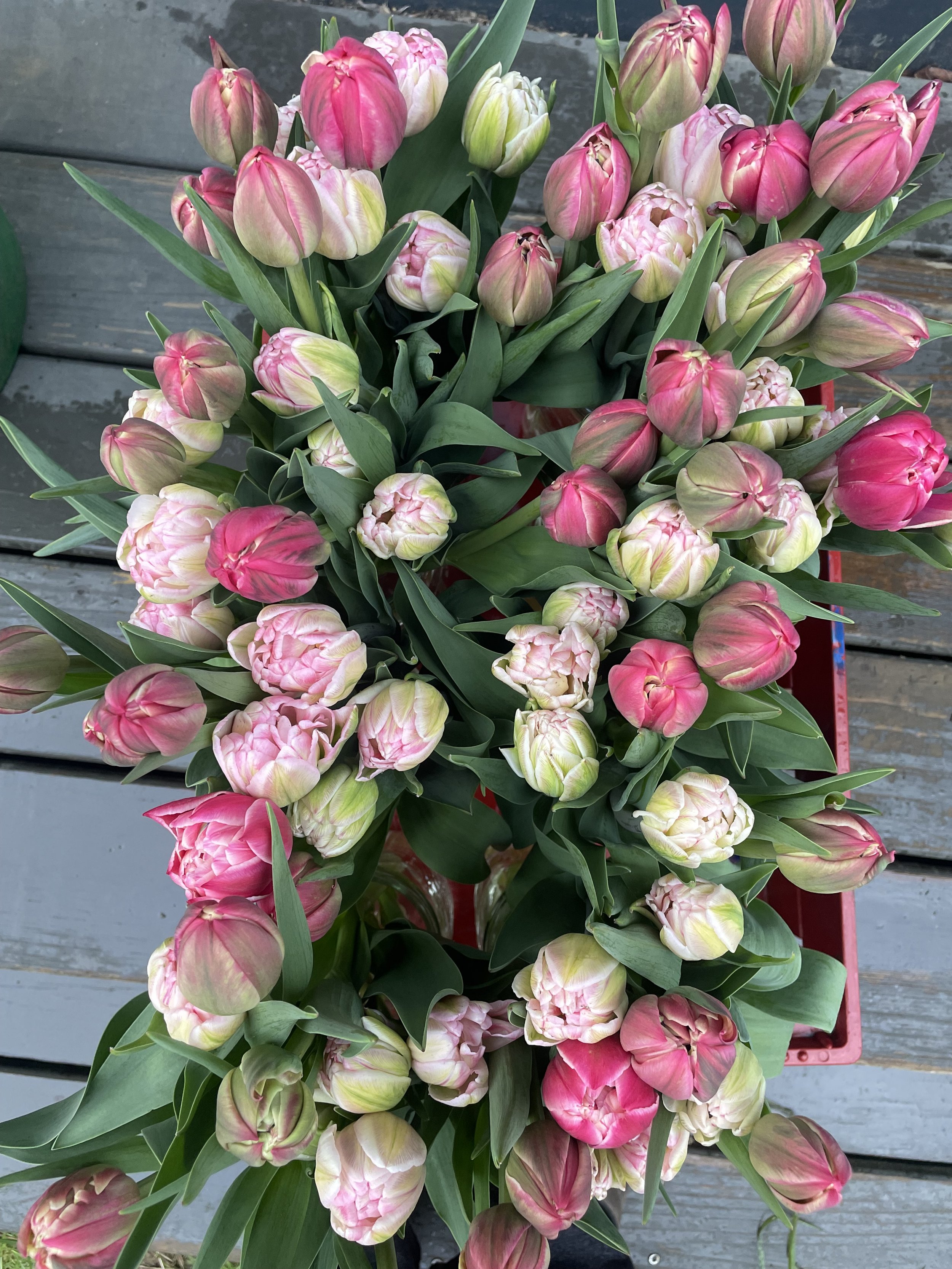 Spring Flowers CSA.jpg