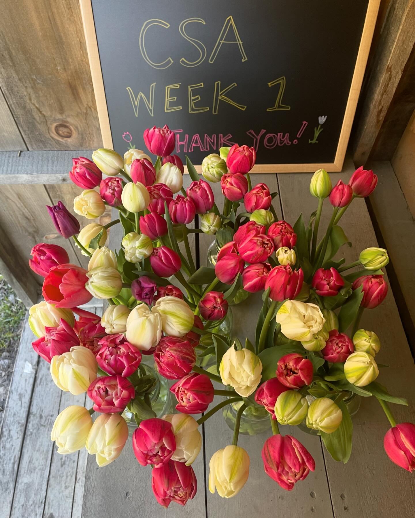 The first CSA pick up is today! The tulips are gorgeous 🌷 More colors and varieties in the weeks to come 🌷
