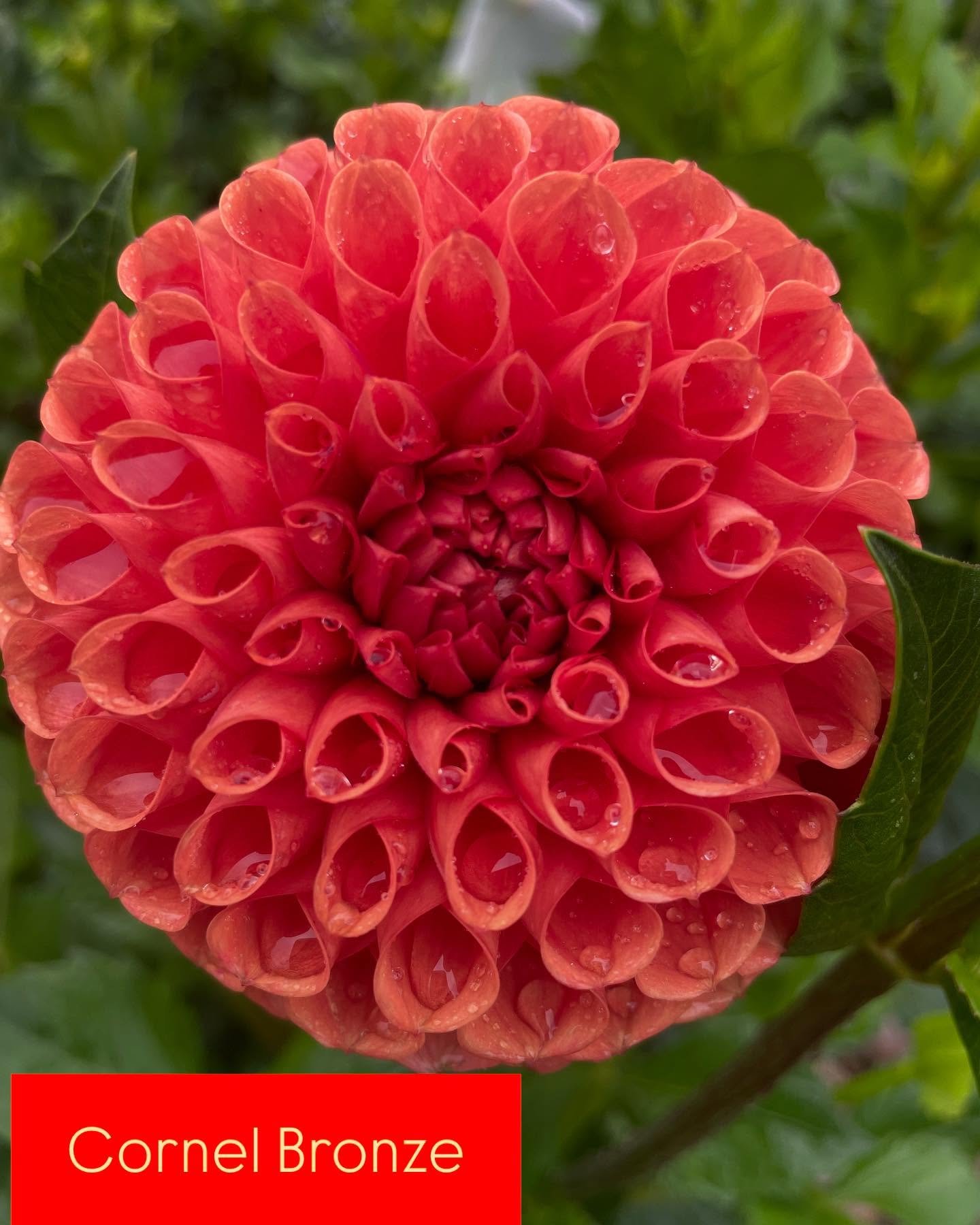 Want to try growing your own dahlias? I have a surplus of tubers in these varieties available to purchase in the stand Thursday- Sunday. Plant them in the next two weeks for flowers August-first frost!
