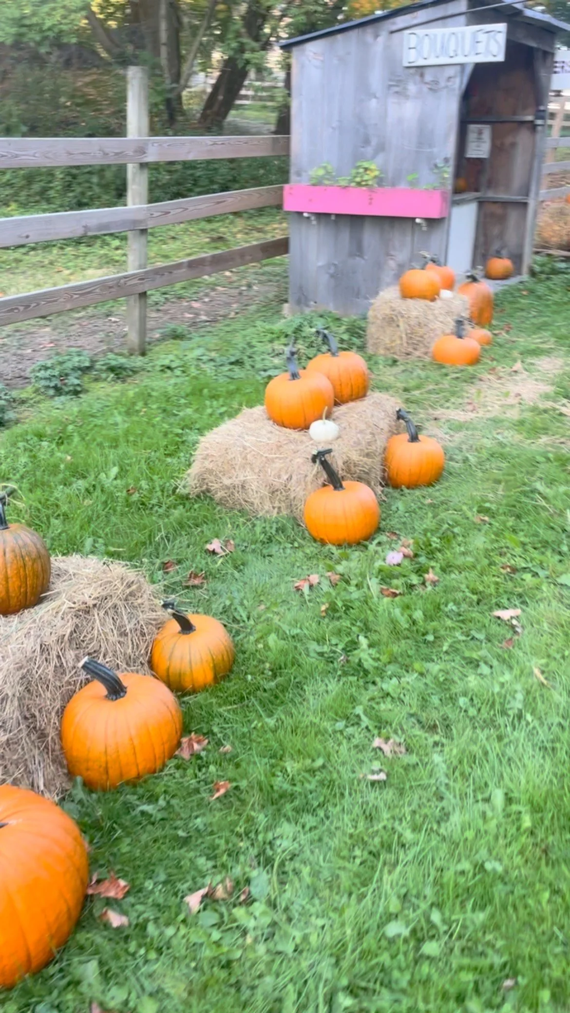 Dahlias and pumpkins in the stand ๐