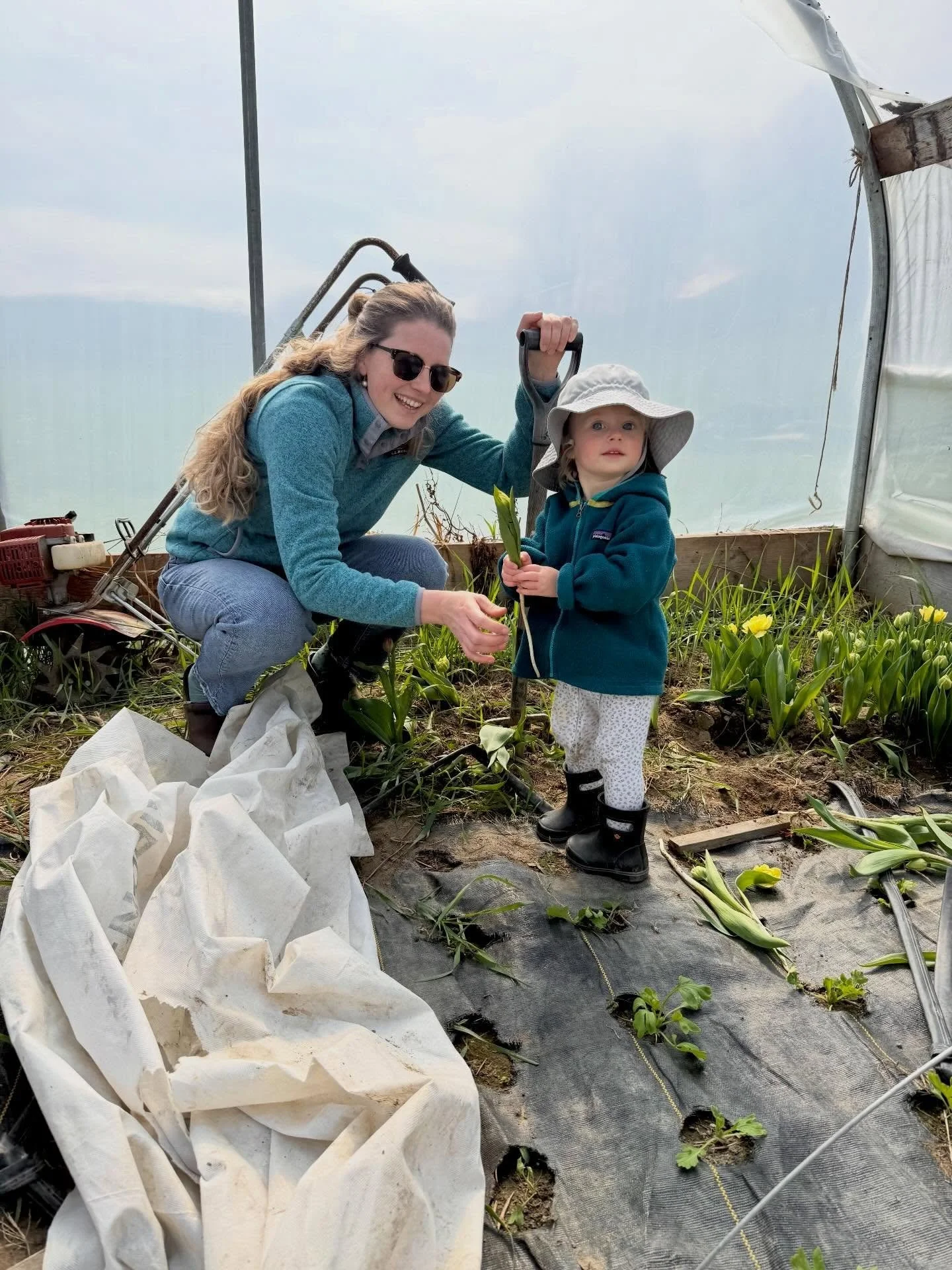 We are harvesting away for the opening of the farm stand on May 1st, and the start of our CSAs on May 8th. Can&rsquo;t wait to share all of the flowers with you 🌷