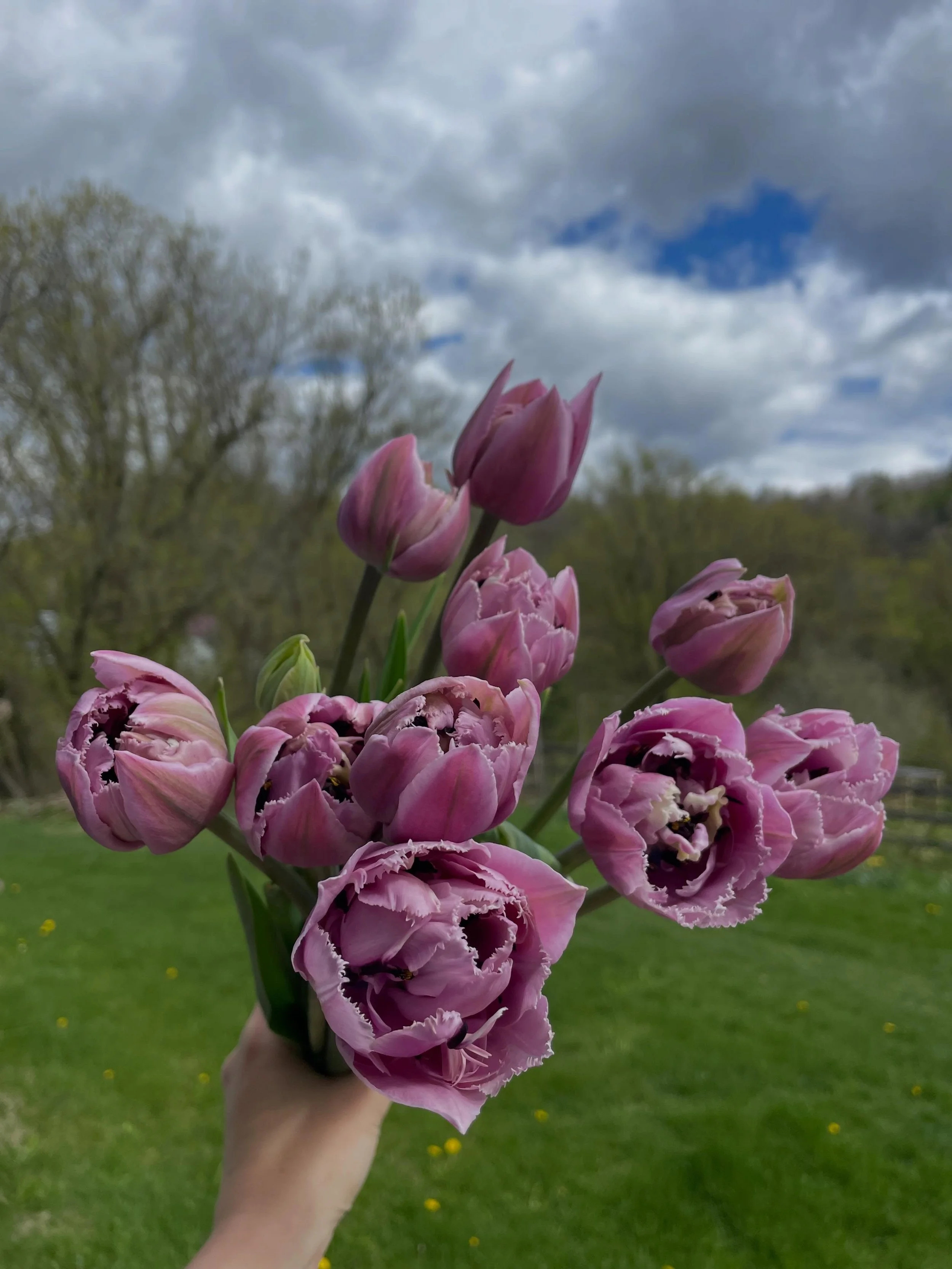 Thank you to everyone that visited and bought flowers this past weekend! It was our best weekend 🌷 we will be back Friday- Sunday with gorgeous blooms