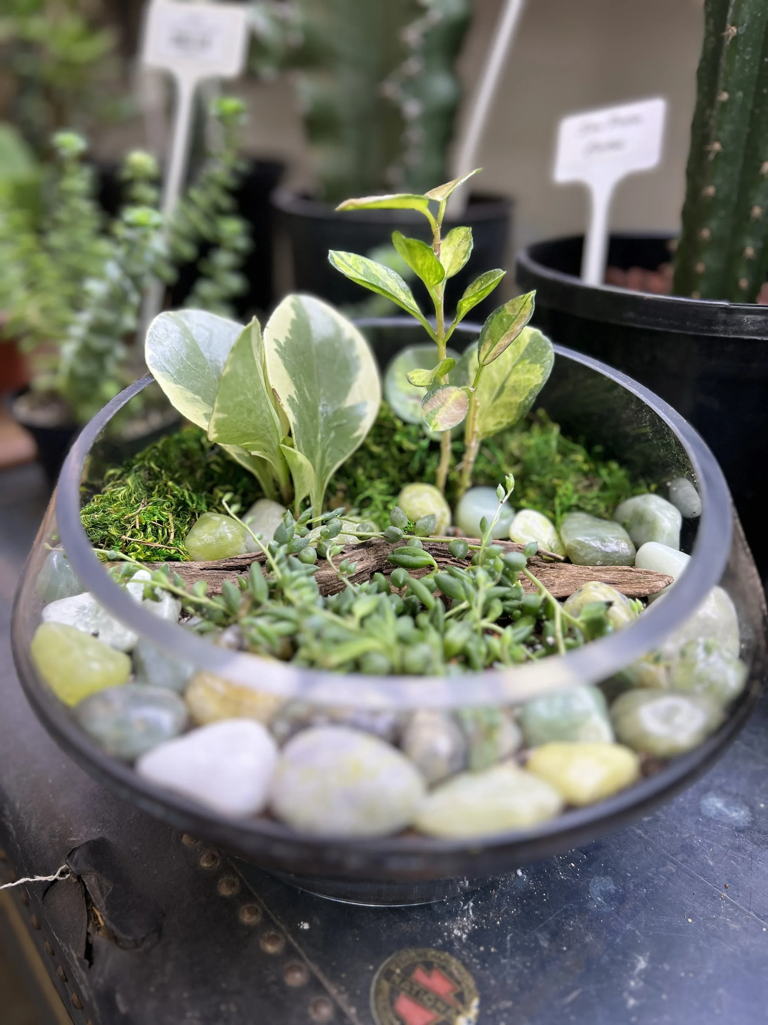 Hapke's Hortum: Valentines Themed Garden Terrarium Workshop