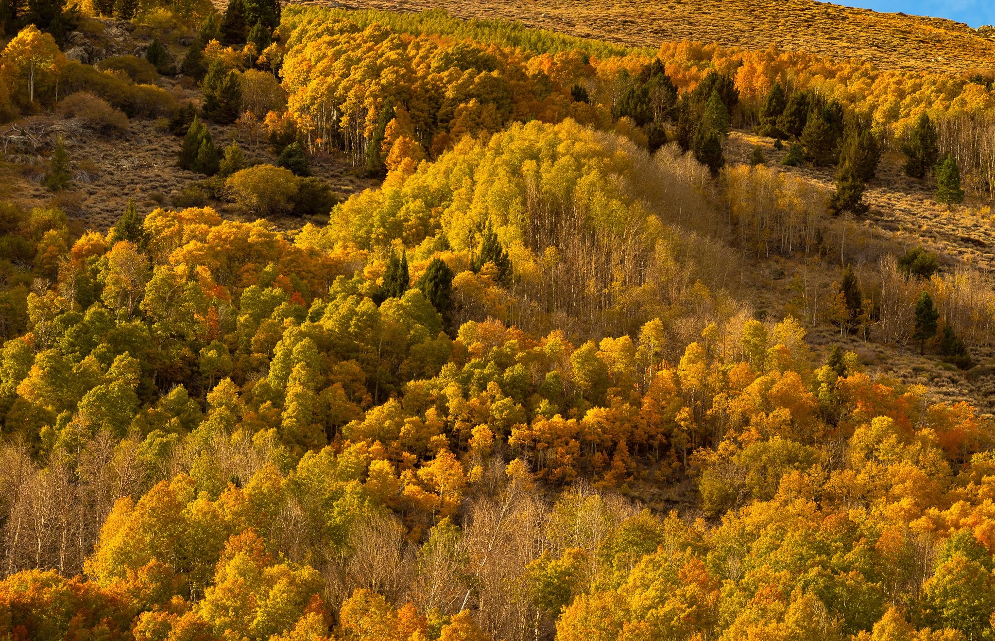 _04A9819-Pano.jpg