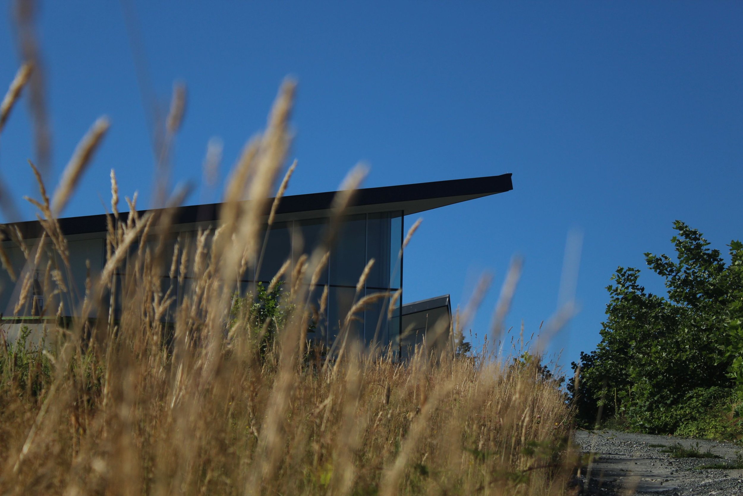 Modern house with large glass windows and a sloped roof partially obscured by tall dry grass, with trees and a clear blue sky in the background.