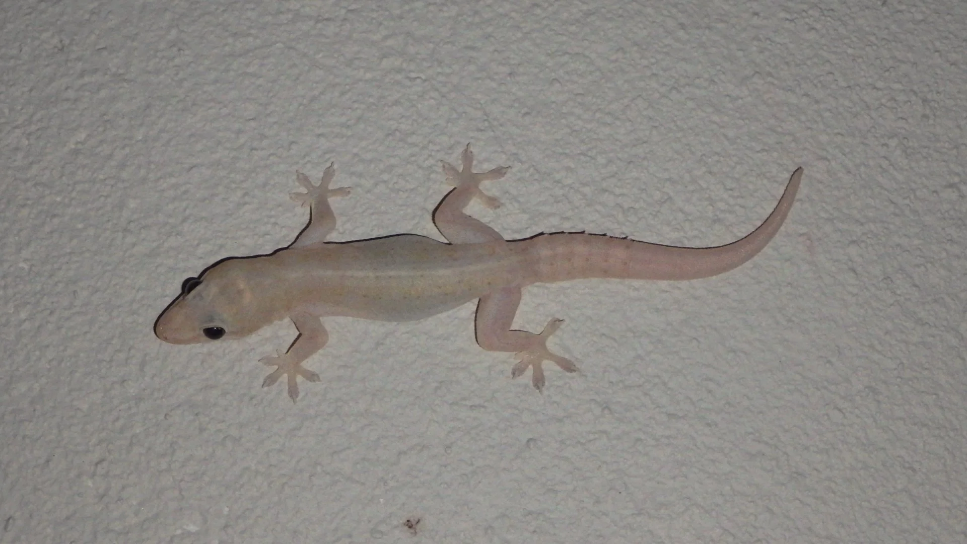 Fear and a Gecko Named Phil