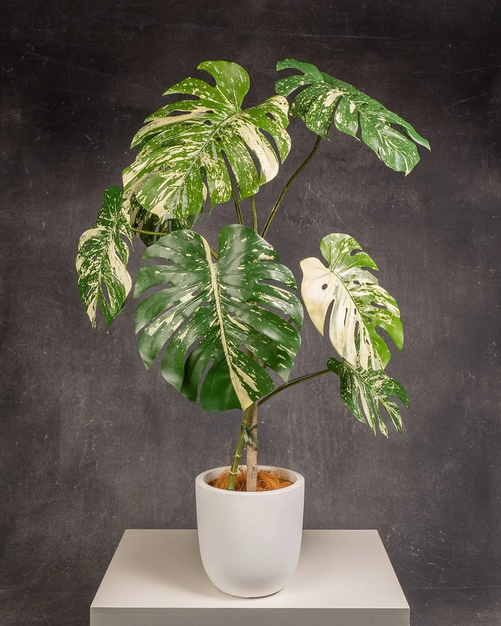 Monstera Deliciosa Thai Constellation #2
