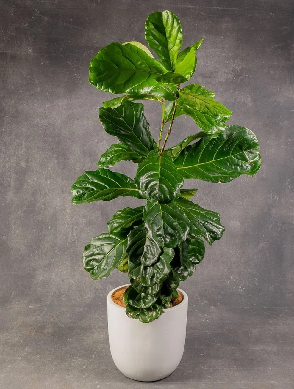 Meet one of the hardest workers in our collection: this Fiddle Leaf Fig.

A true professional at over 2m tall, it has great structure and knows how to find its light on set.

#fiddleleaffig #planthire #props #setdressing