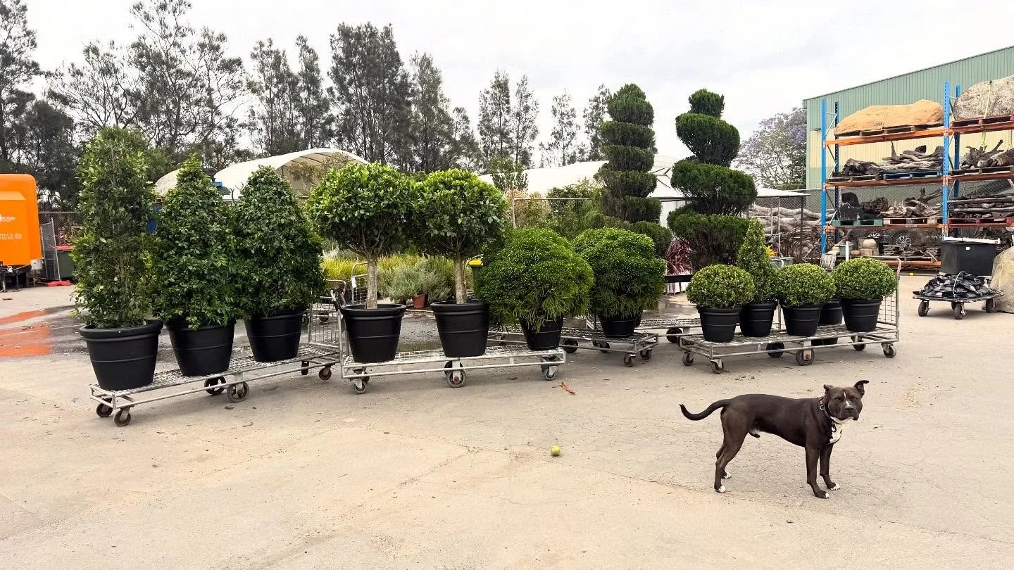 First of four truckloads of topiaries back from set. These lush beauties are bursting with fresh spring growth and getting ready for their next call time.

Our friendly security guard keeping an eye out. He takes his job very seriously. 

#plantnurse