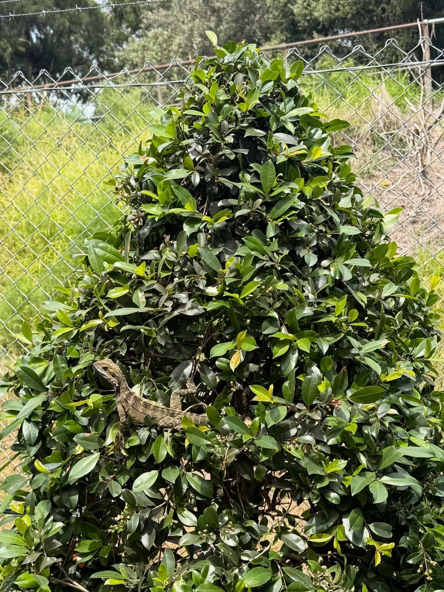 Good thing Lilly Pillys aren&rsquo;t carnivorous

.
#lillypilly #topiary #plantnursery