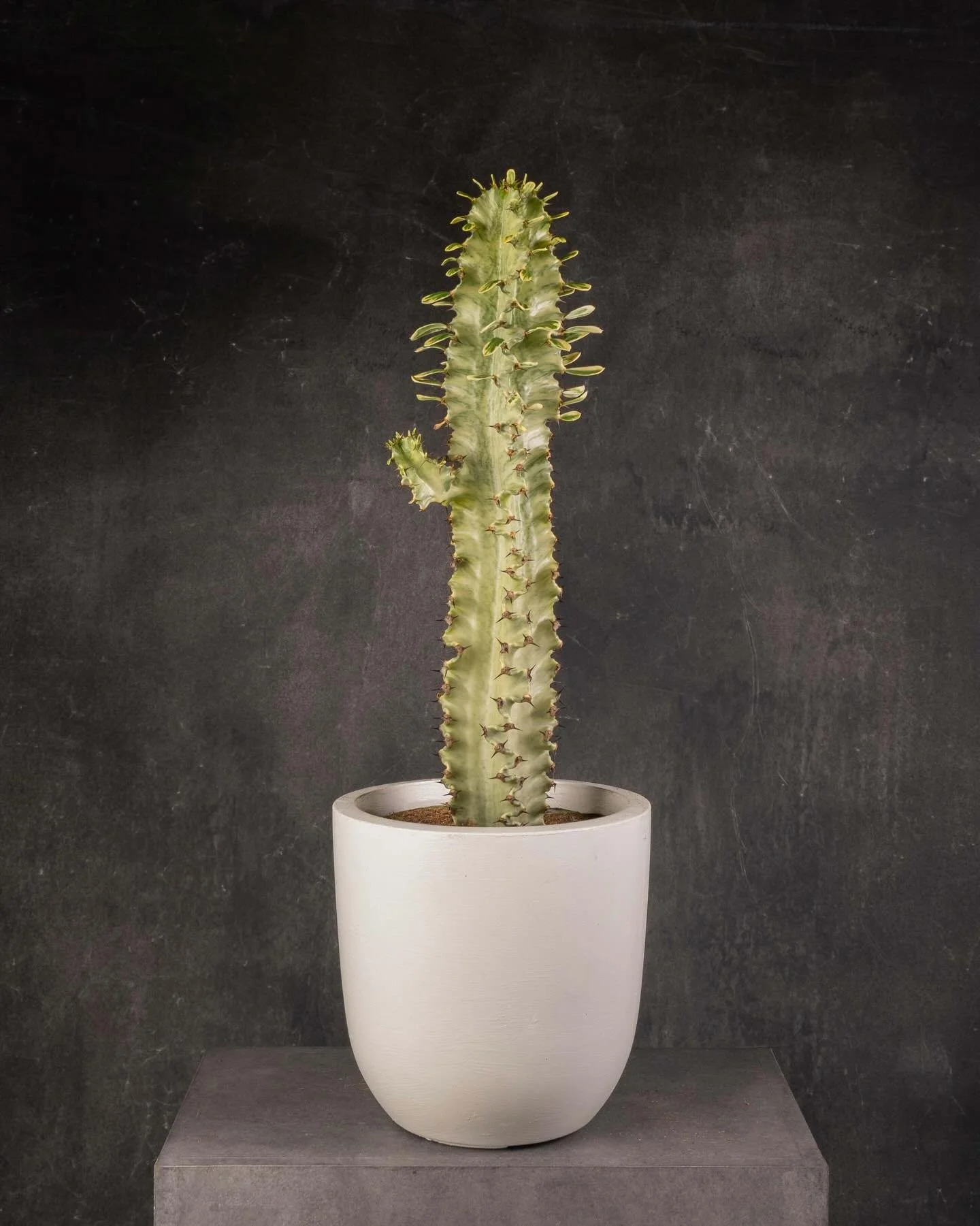 Sculptural forms with layered texture 🌵

Clearly perfect for desert scenes, but we also love these for their bold silhouettes &mdash; strong enough to stand alone, yet subtle enough not to overwhelm the space.

Featuring: Agave Americana, Aloe Vera,