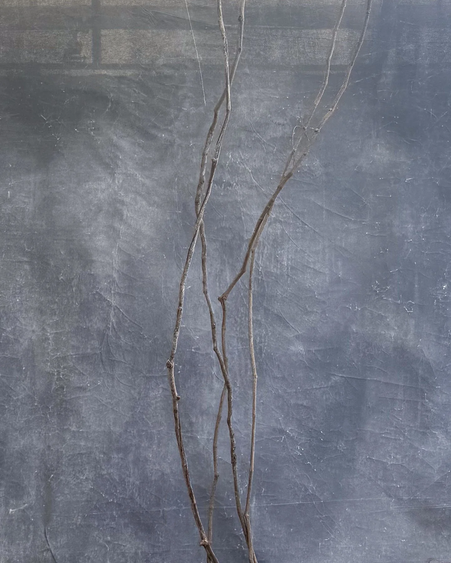 Climbing Vine (Real)