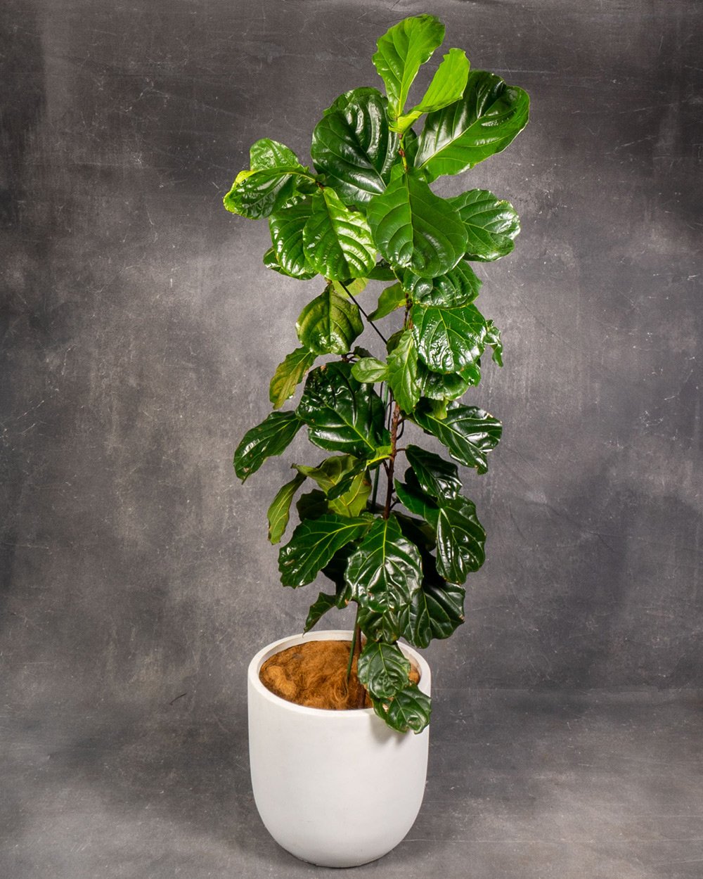 Fiddle-Leaf-Tall-copy.jpg