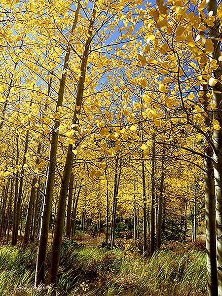 Aspen Beauty
