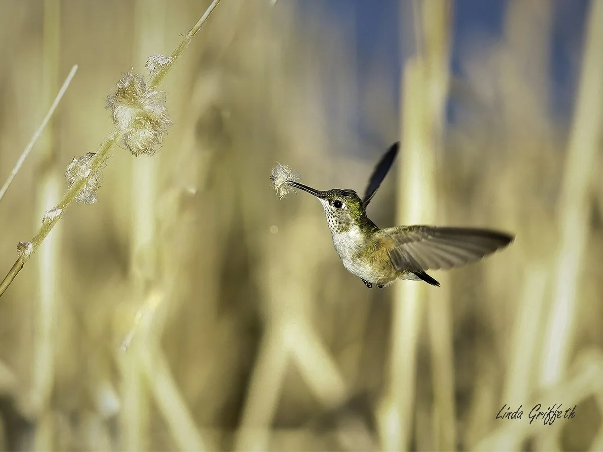 Humming bird test.jpg