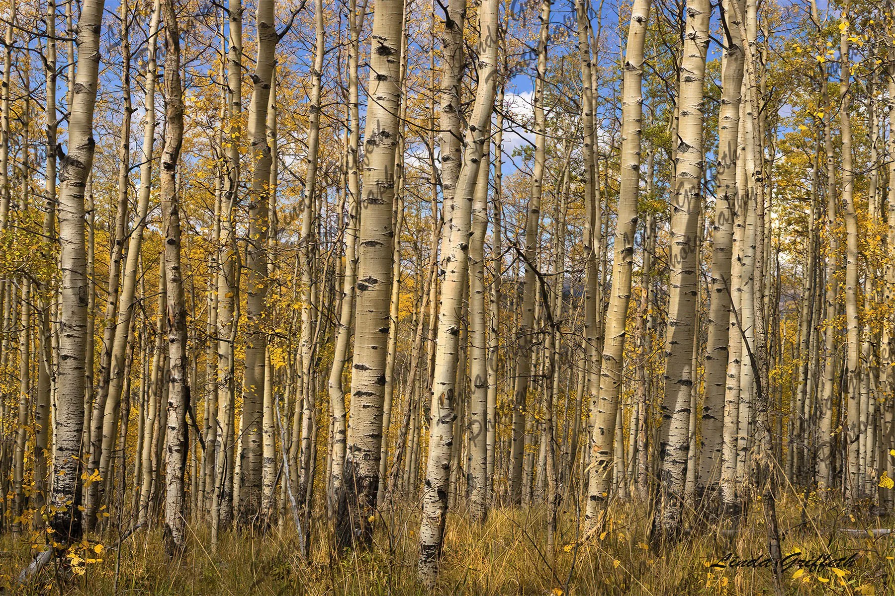 Meadow Kenosha Pass