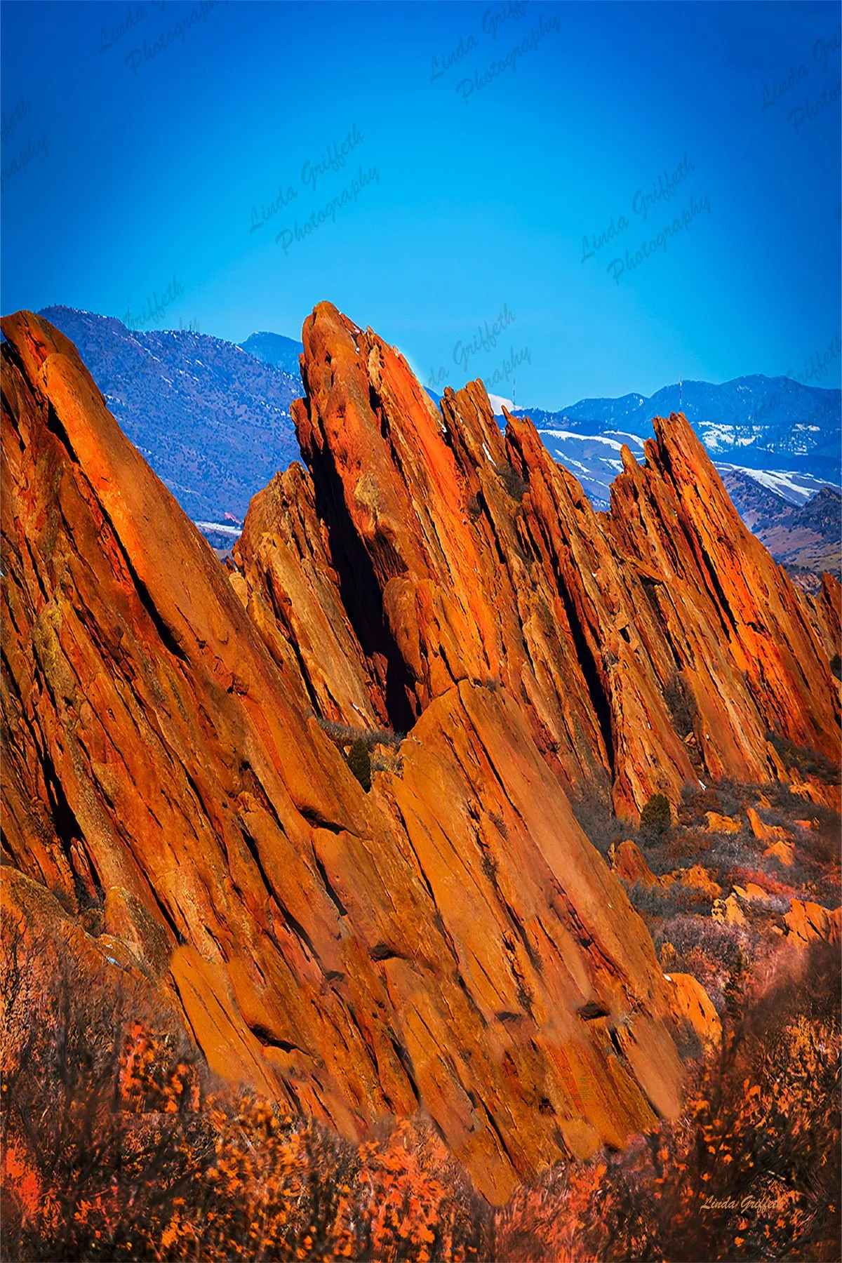 Roxborough Red