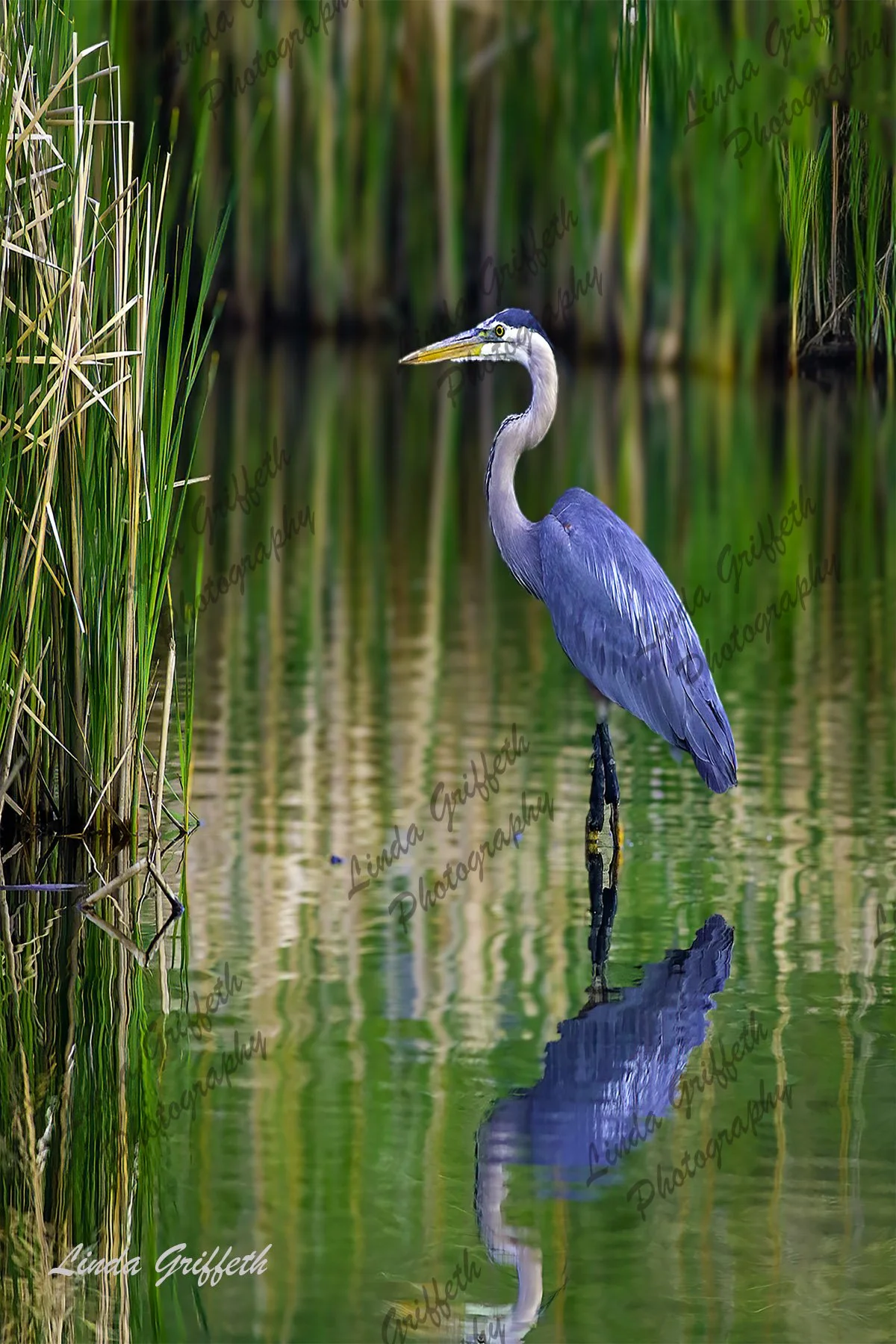 Blue Heron