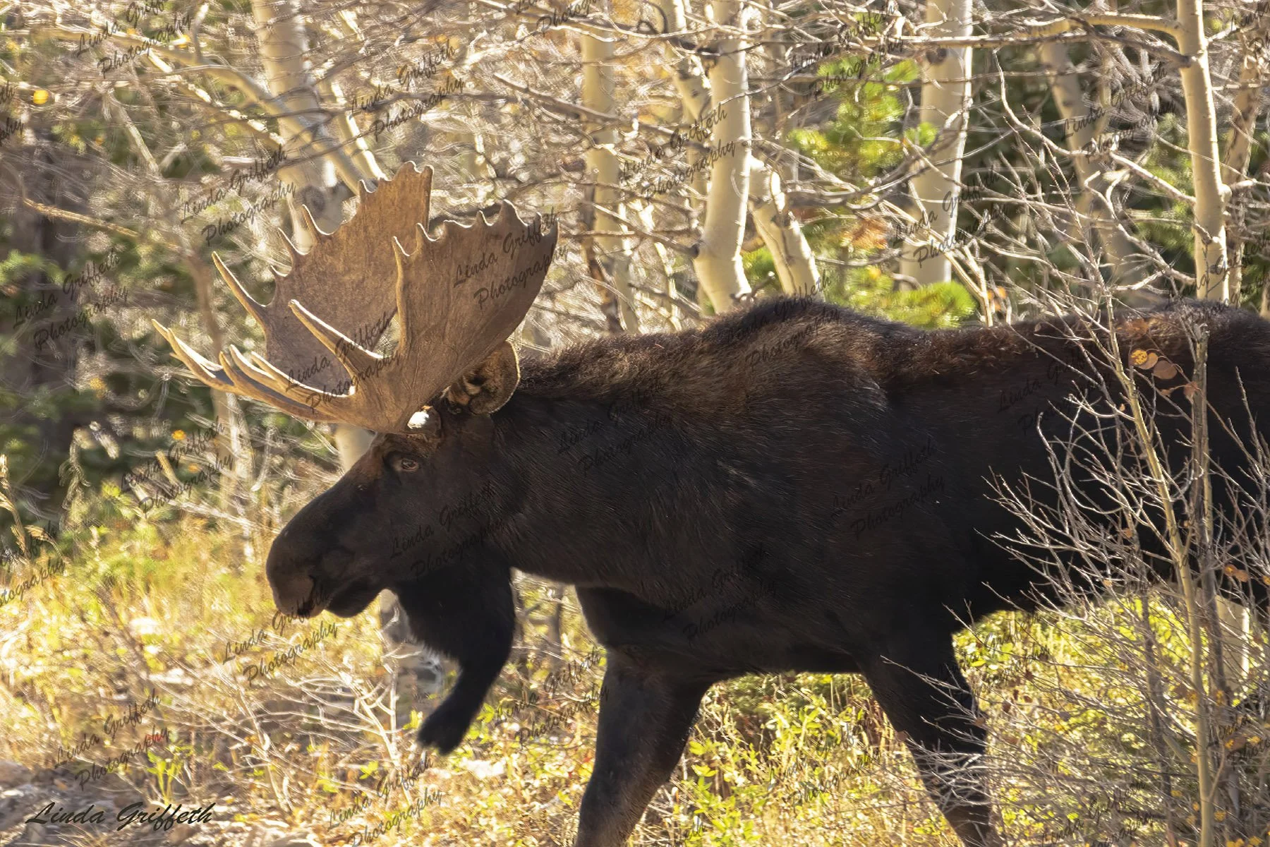 Moose Watching