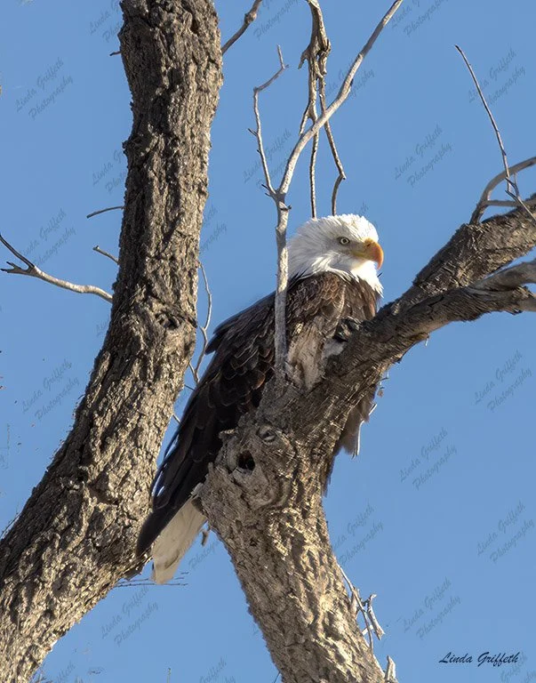 Beauty Eagle