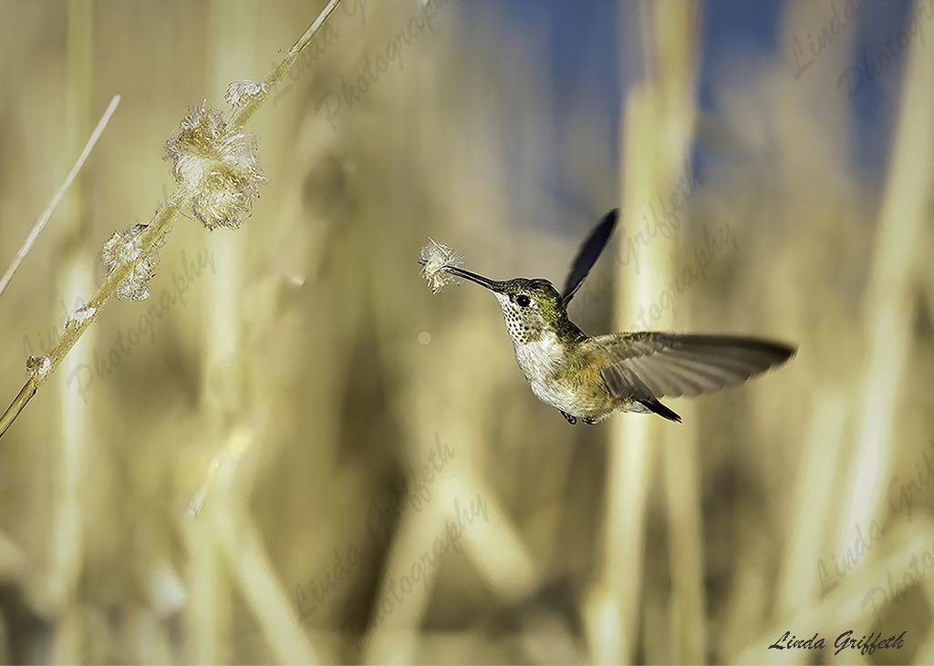 Humming Bird