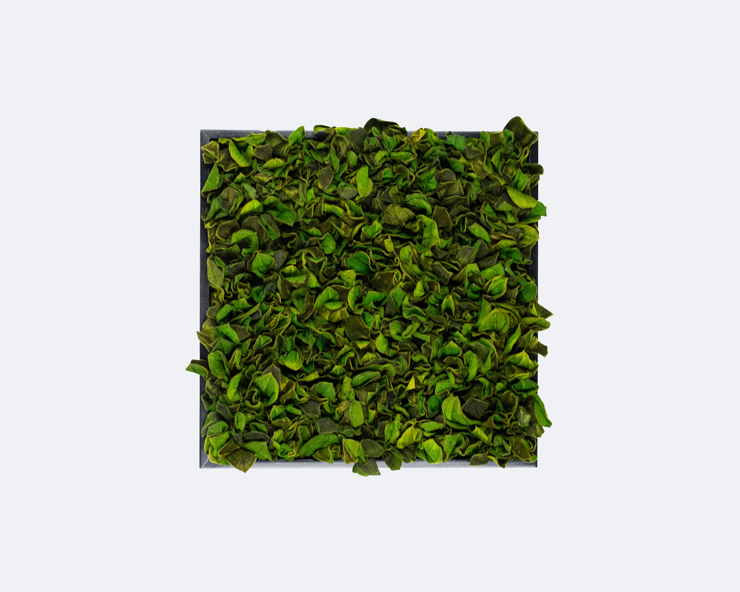 Velvet Leaf.jpg