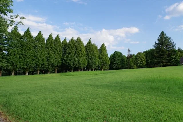 Open grassy field with trees, creating a calm and familiar landscape
