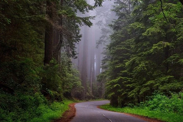 Tree-lined road disappearing into soft fog, suggesting a gentle path forward